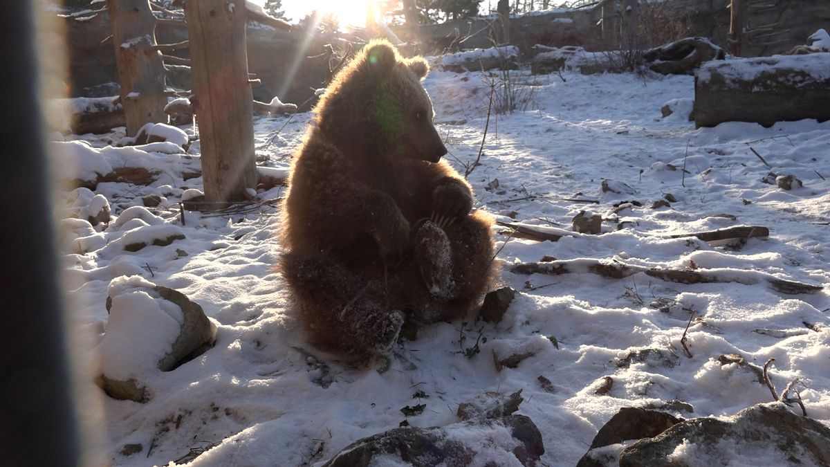 Medvíďata ze zoo Hluboká místo spánku řádí na sněhu